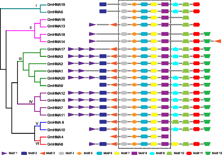 Genomewide characterization of soybean P 1B ATPases gene family