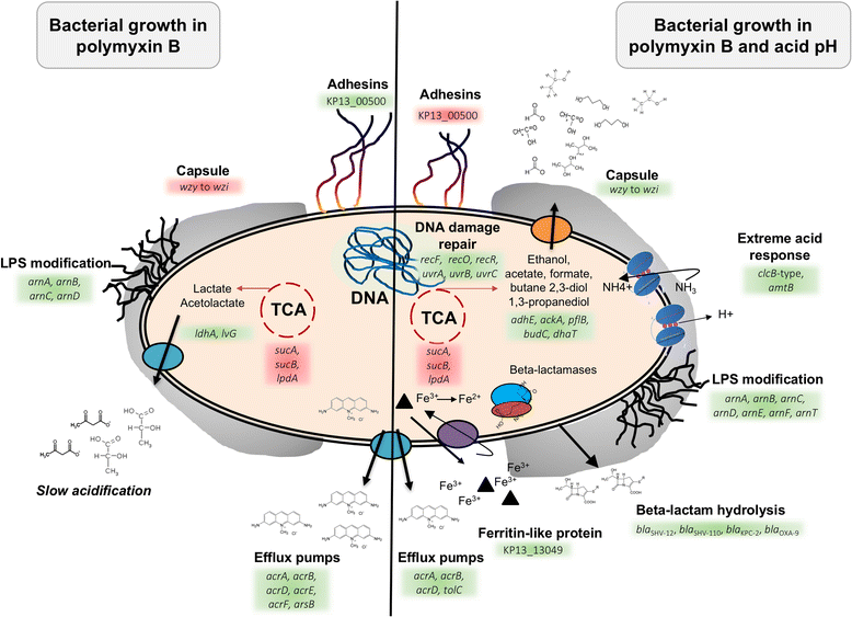 The polymyxin Binduced transcriptomic response of a clinical