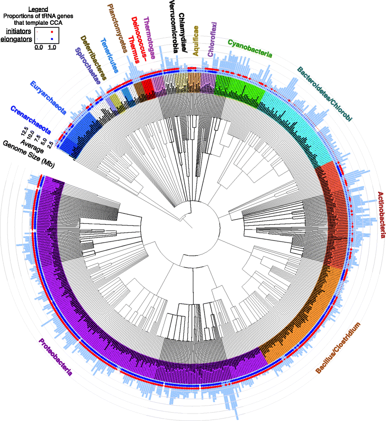 cladogram template