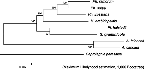 genome analysis of the foxtail millet pathogen sclerospora