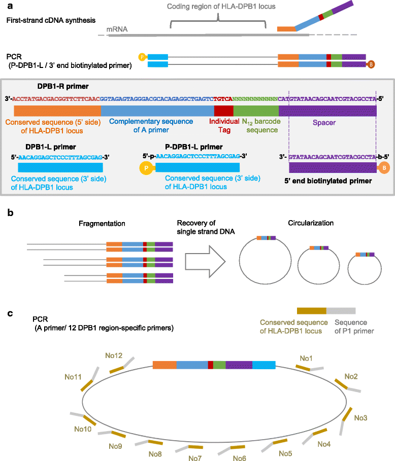 HLA genotyping by nextgeneration sequencing of complementary DNA BMC