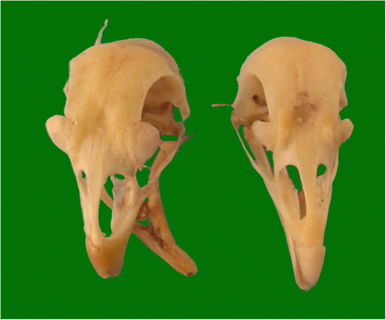 Single SNP and pathwaybased genomewide association studies for beak