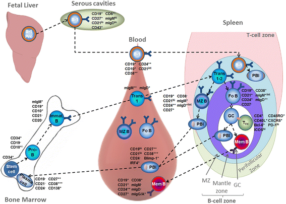 Subversion Of The B-cell Compartment During Parasitic, Bacterial, And ...