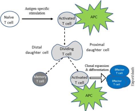 Hybrid Approach To Model The Spatial Regulation Of T Cell - 