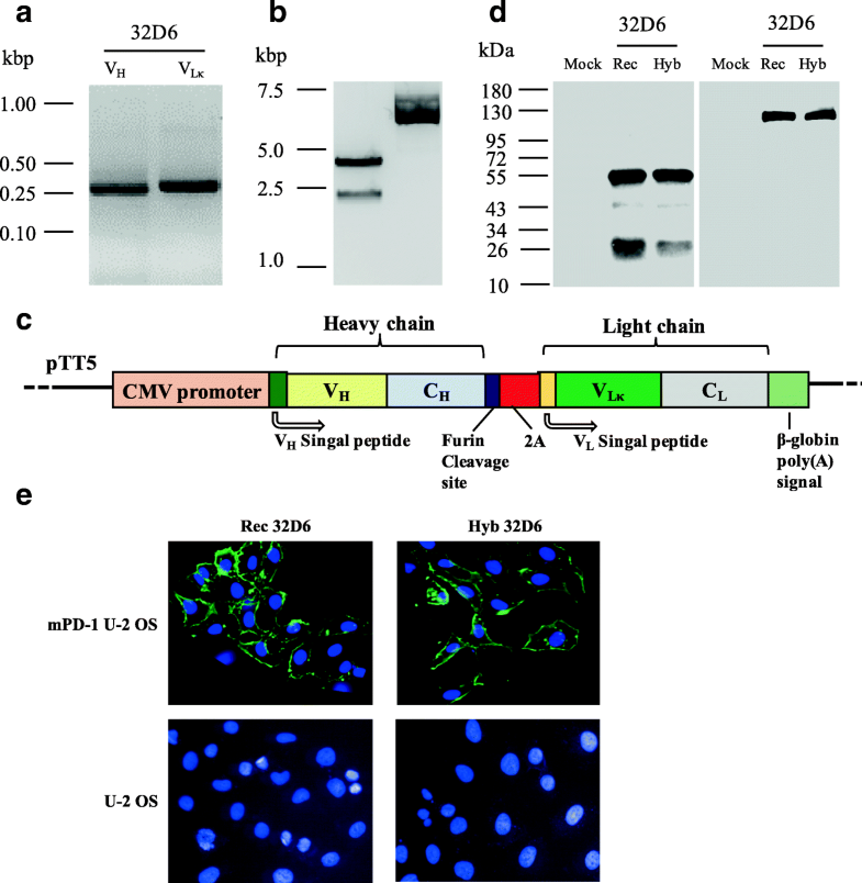 antibody sequence analysis