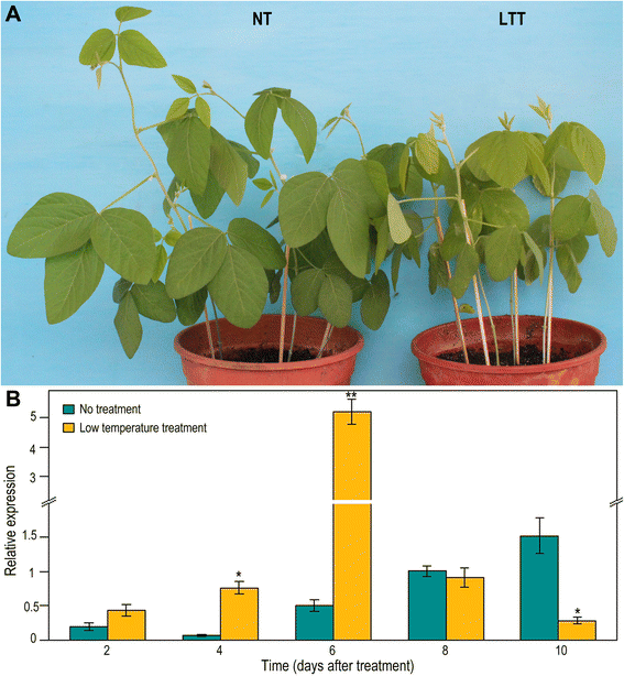 Glyma11g13220, a homolog of the vernalization pathway gene