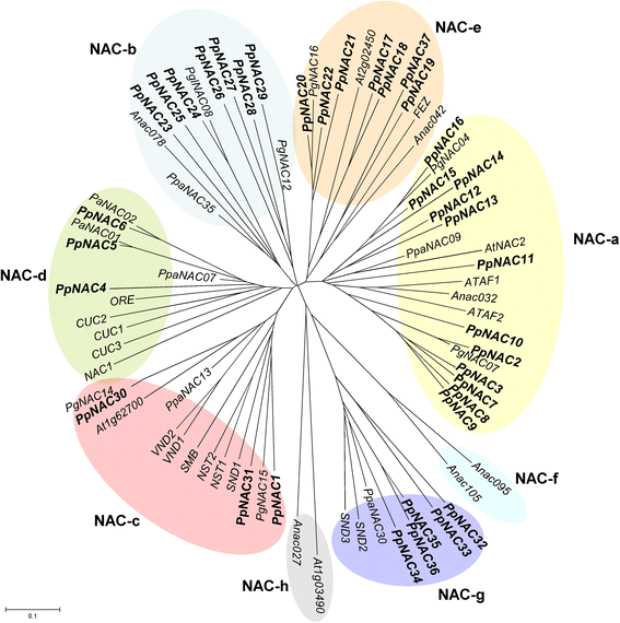 The NAC Transcription Factor Family In Maritime Pine (Pinus Pinaster ...