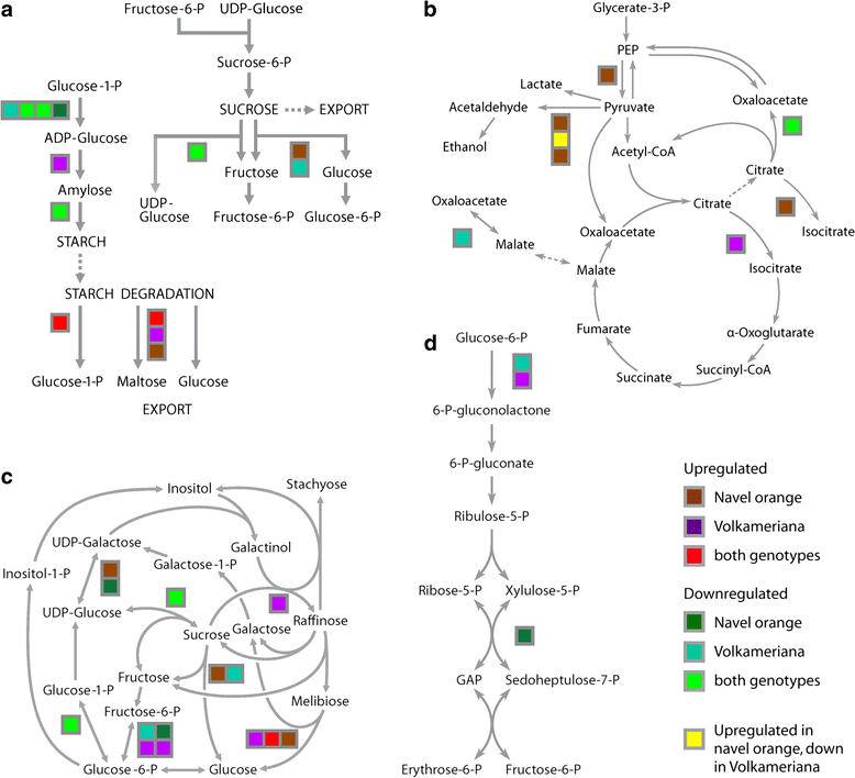 sucrose synthase key enzyme in sucrose metabolism biology essay Sucrose synthase is a key enzyme involved in sucrose metabolism and is closely related to sucrose content however, the molecular mechanism involved in sucrose metabolism in carrot has lagged behind results: here, carrot roots of five developmental stages from four carrot cultivars were collected, and the contents. sucrose synthase key enzyme in sucrose metabolism biology essay Sucrose synthase is a key enzyme involved in sucrose metabolism and is closely related to sucrose content however, the molecular mechanism involved in sucrose metabolism in carrot has lagged behind results: here, carrot roots of five developmental stages from four carrot cultivars were collected, and the contents.