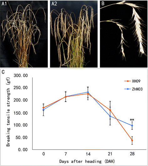 Transcriptome Profiling Of Elymus Sibiricus An Important Forage