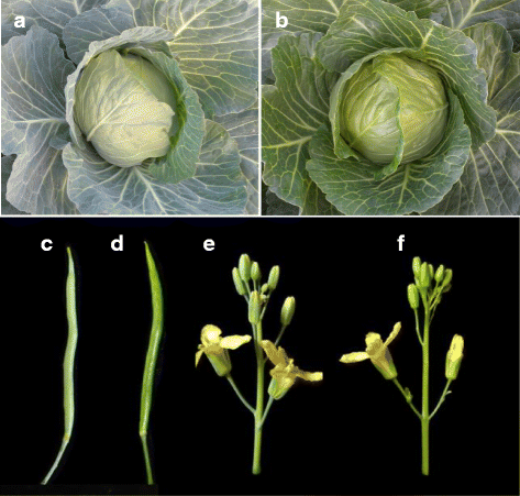 Cgl2 Plays An Essential Role In Cuticular Wax Biosynthesis In Cabbage ...