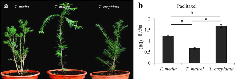 Transcriptome analyses provide insights into the expression pattern and sequence similarity of 