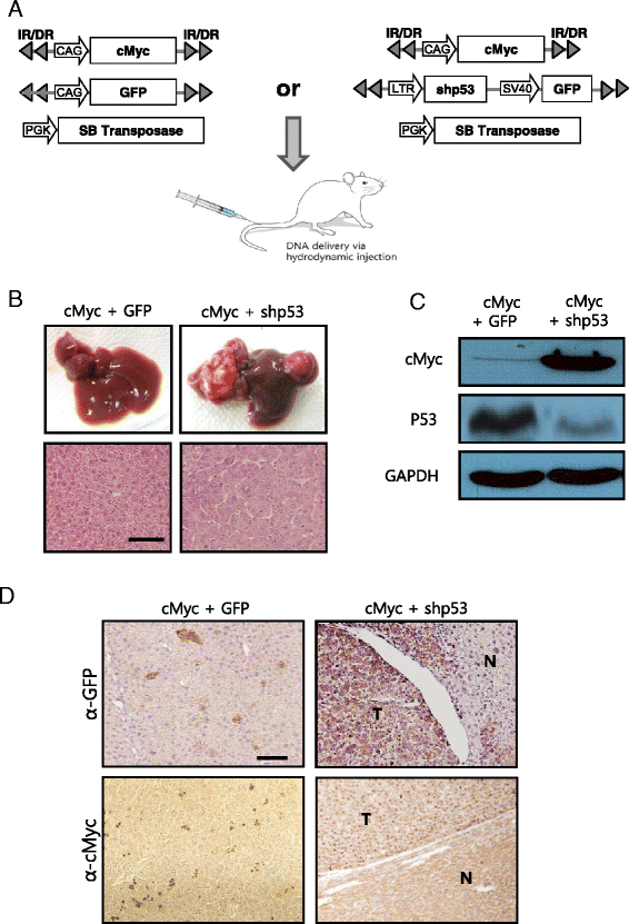 Development of a transgenic mouse model of hepatocellular carcinoma