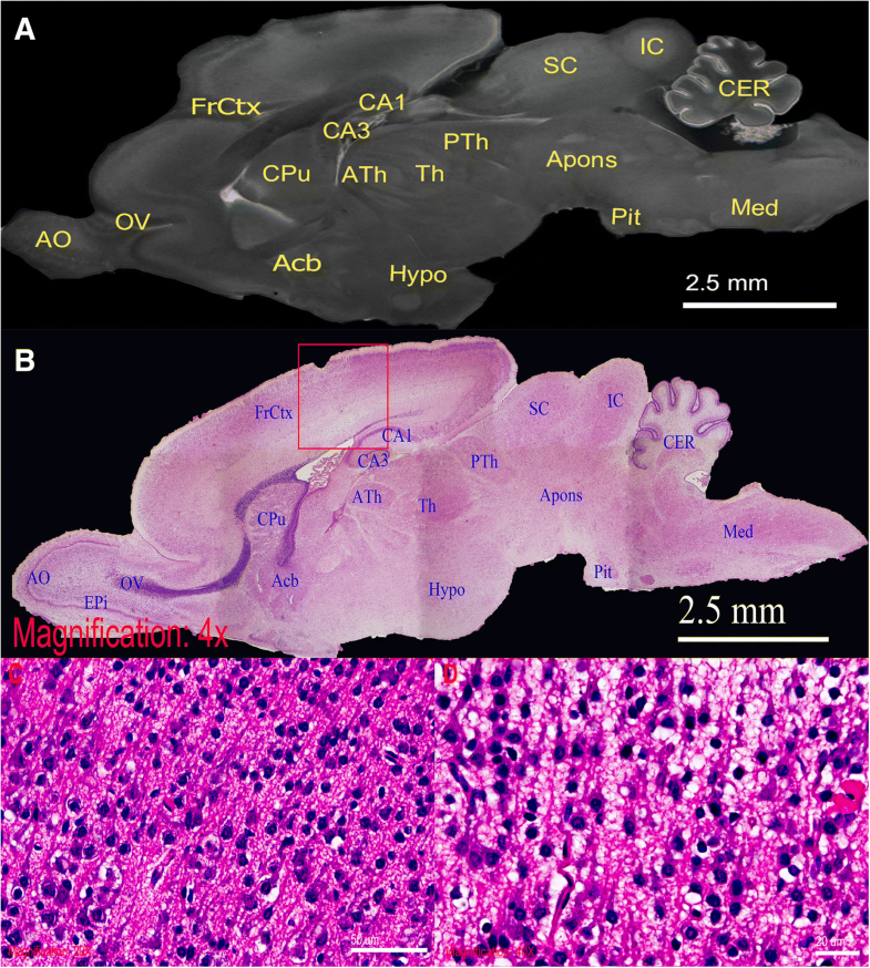 Highdefinition neural visualization of rodent brain using microCT