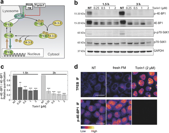 Time Course Decomposition Of Cell Heterogeneity In Tfeb