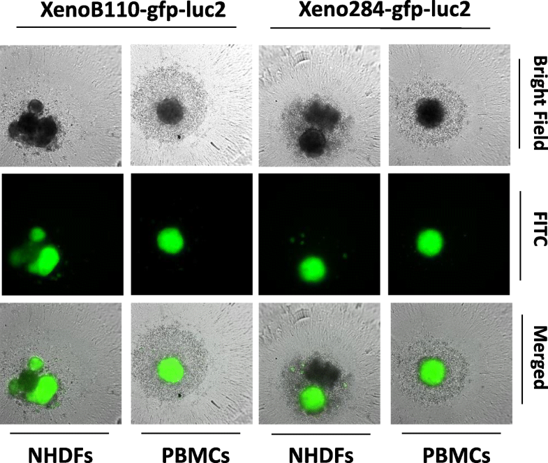 Development of a luciferase/luciferin cell proliferation (XenoLuc