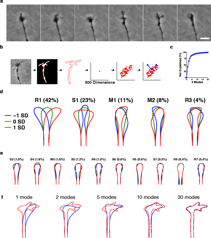 The dynamics of growth cone morphology BMC Biology Full Text