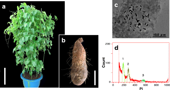 histogram 1d root staple white yam Guinea food crop of the sequencing Genome