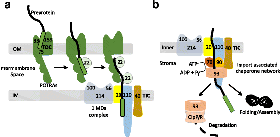 The integration of chloroplast protein targeting with plant ...