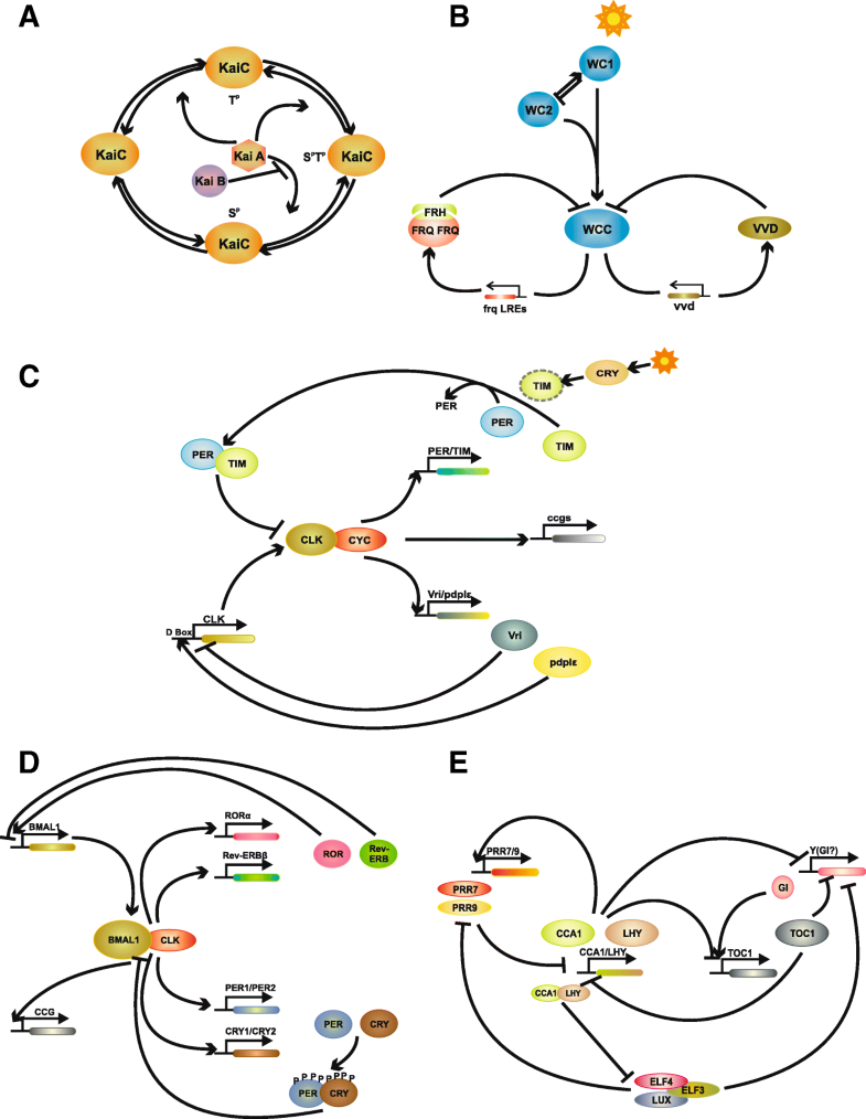 Circadian oscillator proteins across the kingdoms of life structural