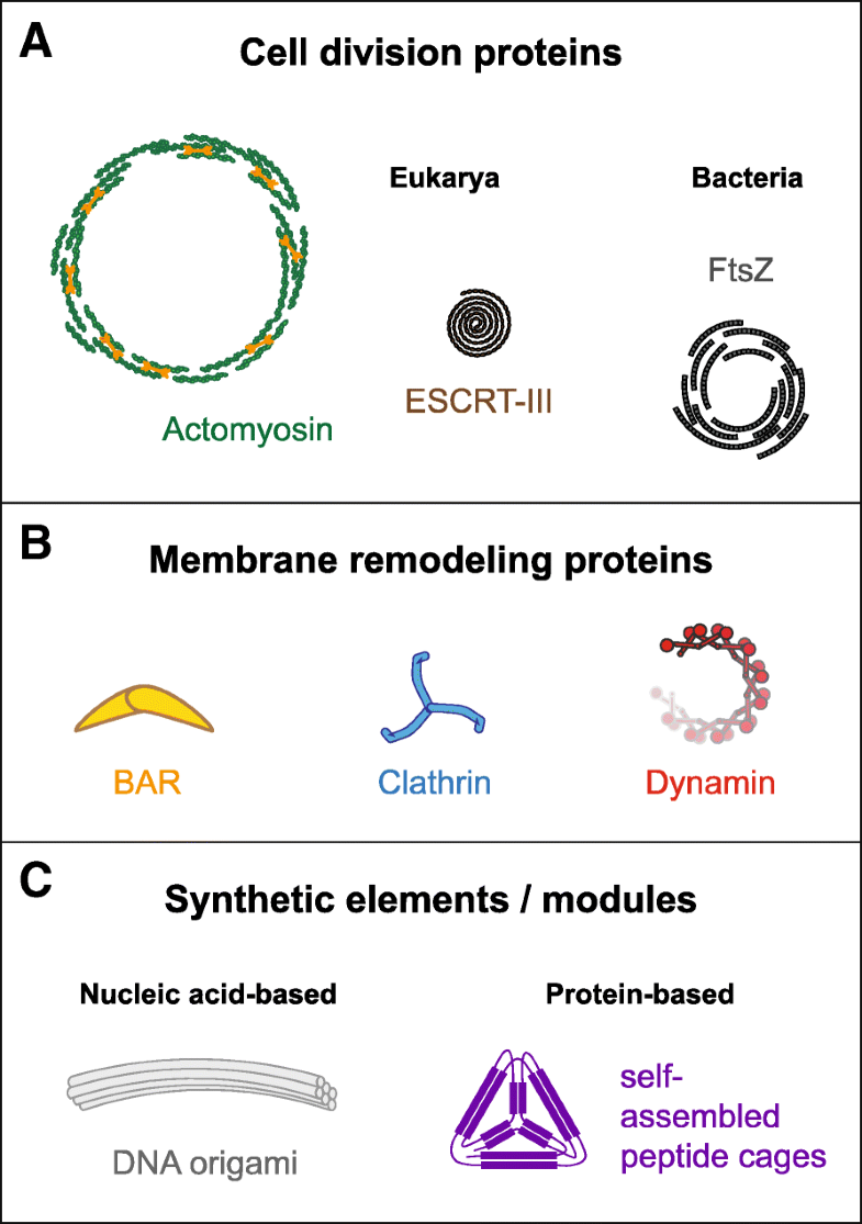 Synthetic cell division via molecular assemblies