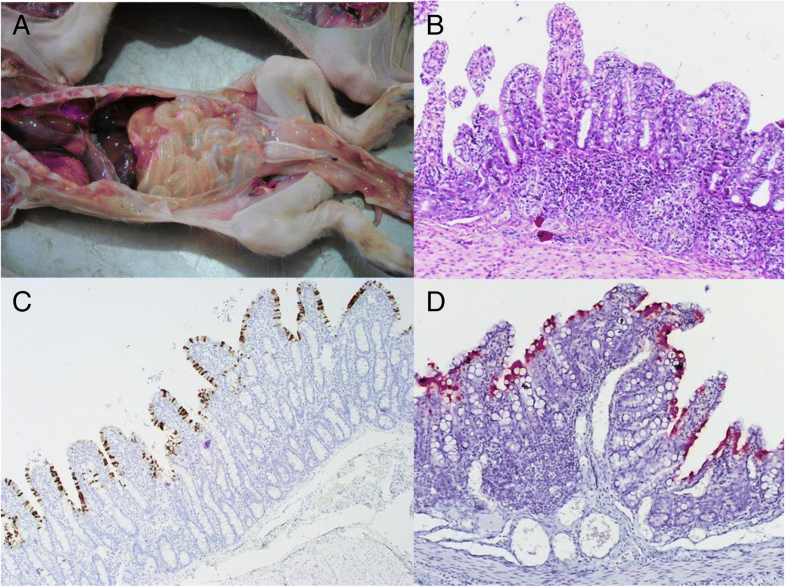 First retrospective studies with etiological confirmation of porcine