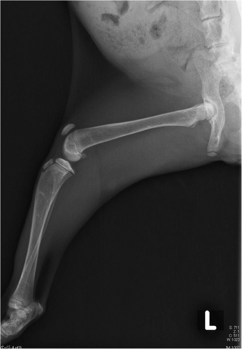 A variant of CYP2R1 identified in a cat with type 1B vitamin D
