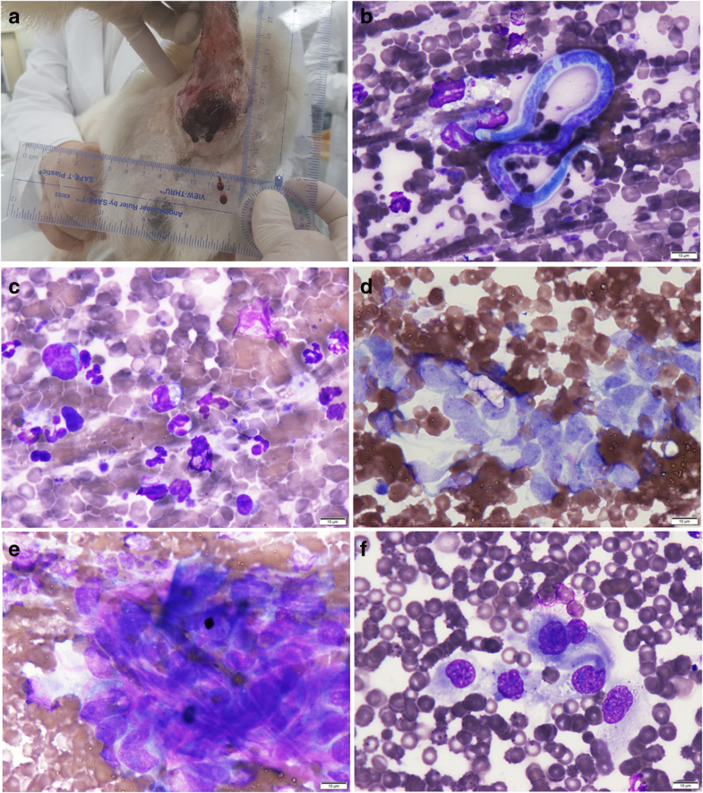 What Are The Symptoms Of Hemangiosarcoma In Dogs / hemangiosarcoma Archives | Guthrie Pet Hospital / The early signs of hsa typically do not present until a week or two prior to rupture and hemorrhagic shock.