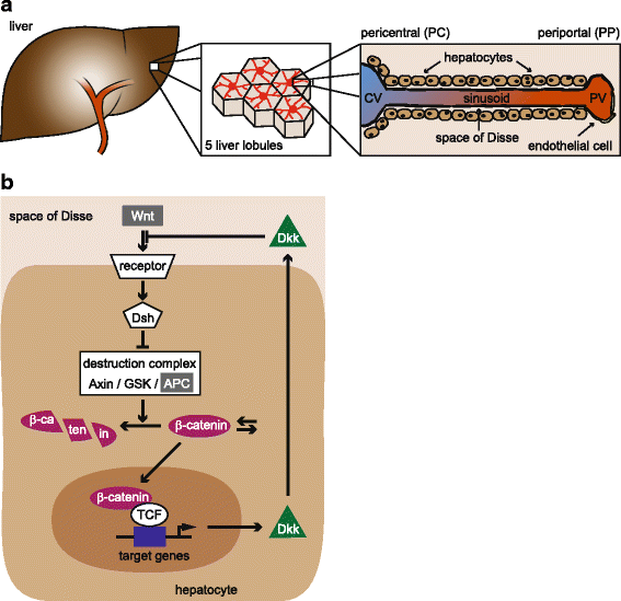 Paracrine and autocrine regulation of gene expression by Wntinhibitor