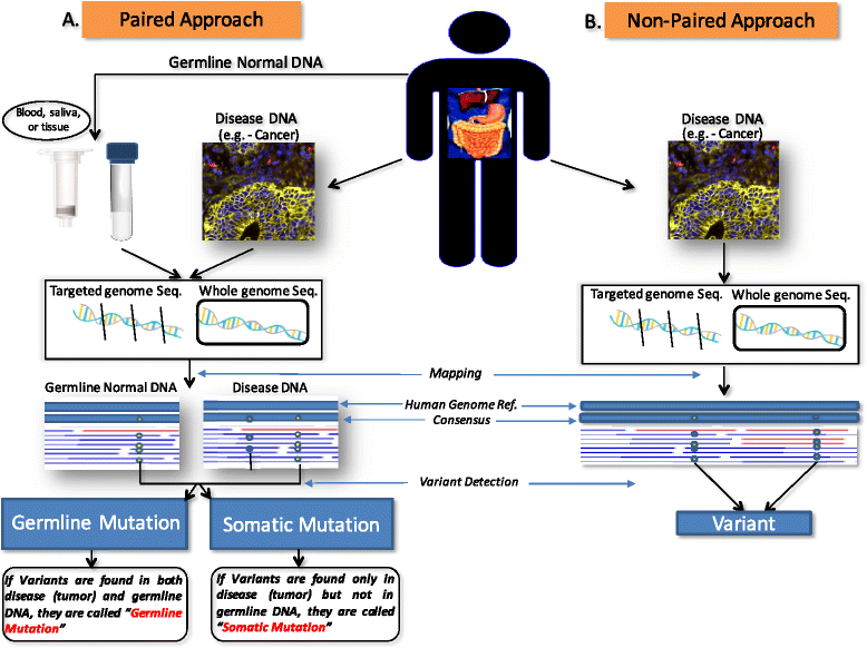 ancestral polymorphism and gene flow