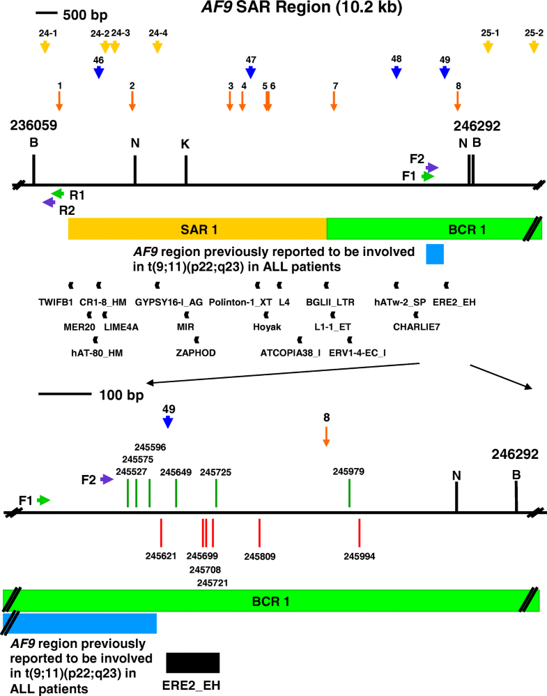 chromosome scaffold protein chromosome scaffold protein