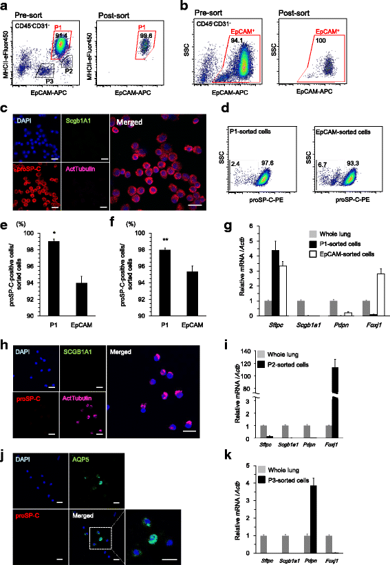 Fraction of MHCII and EpCAM expression characterizes distal lung