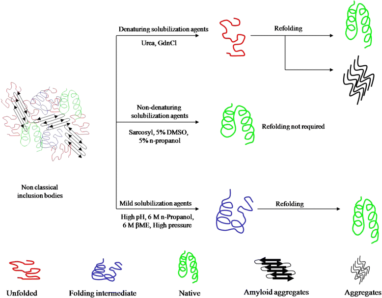 Protein recovery from inclusion bodies of Escherichia coli using mild