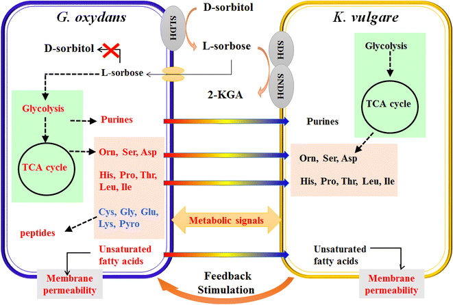 Reorganization of a synthetic microbial consortium for one-step vitamin ... - 12934 2016 418 Fig5 HTML