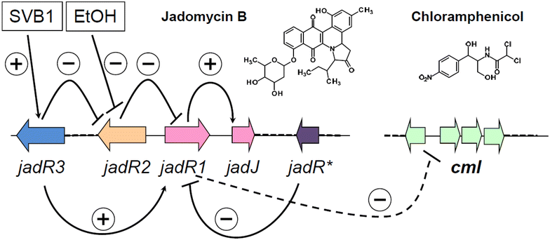 gene chlr in streptomyces venezuelae of a silent streptomyces venezuelae biosynthetic gene cluster in which equimolar quantities of sodium chloride and sodium bromide. gene chlr in streptomyces venezuelae of a silent streptomyces venezuelae biosynthetic gene cluster in which equimolar quantities of sodium chloride and sodium bromide.