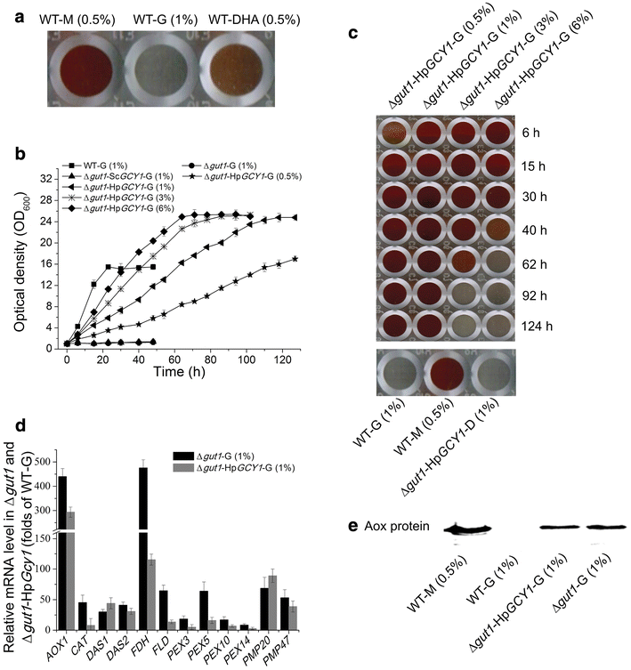A novel methanolfree Pichia pastoris system for protein