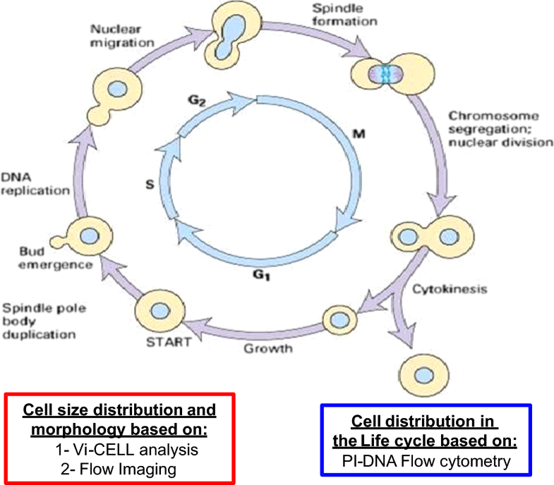 Saccharomyces cerevisiae morphological changes and cytokinesis arrest