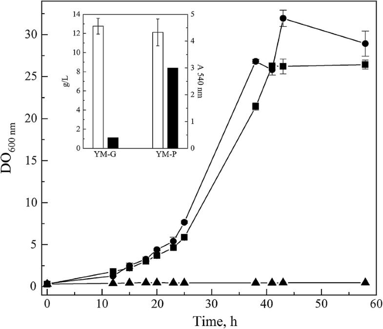 Pectinase secreted by psychrotolerant fungi identification, molecular