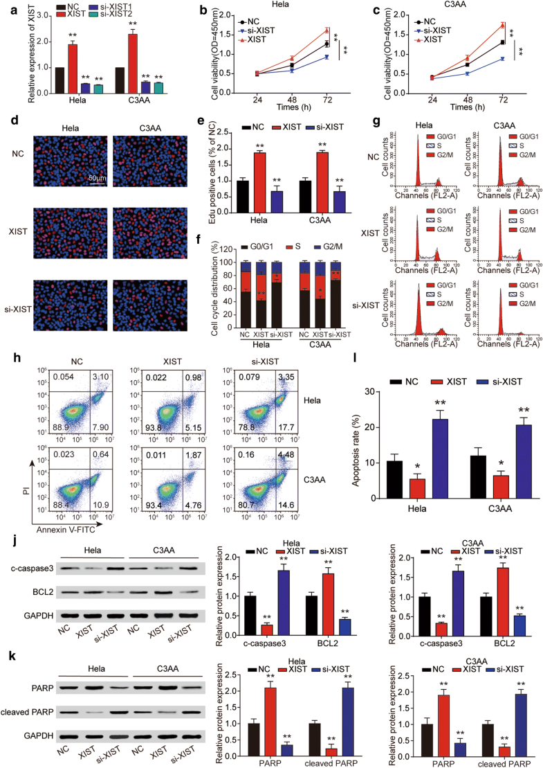 Up-regulated lncRNA XIST contributes to progression of cervical cancer ...
