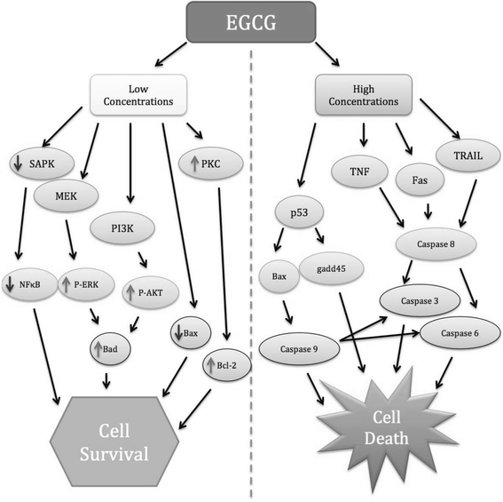 Potential neuroprotective properties of epigallocatechin3gallate (EGCG) Nutrition Journal