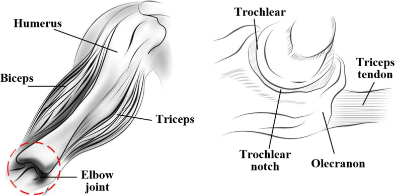 Estimation of continuous elbow joint movement based on human