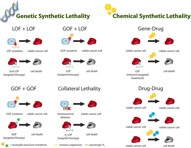 Synthetic lethality in lung cancer and translation to clinical