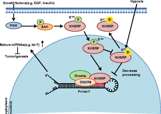 KHSRP is involved in regulating cell cycle and mitosis, as 