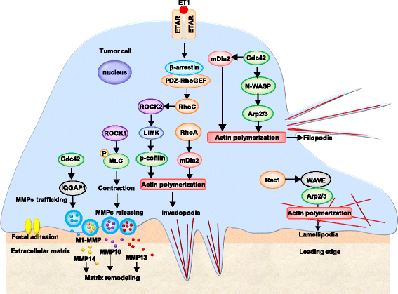 LncRNAs regulate the cytoskeleton and related Rho/ROCK ...