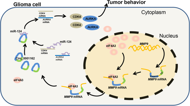 Graphical Abstract image