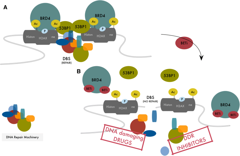 BRD4 And Cancer: Going Beyond Transcriptional Regulation | Molecular ...