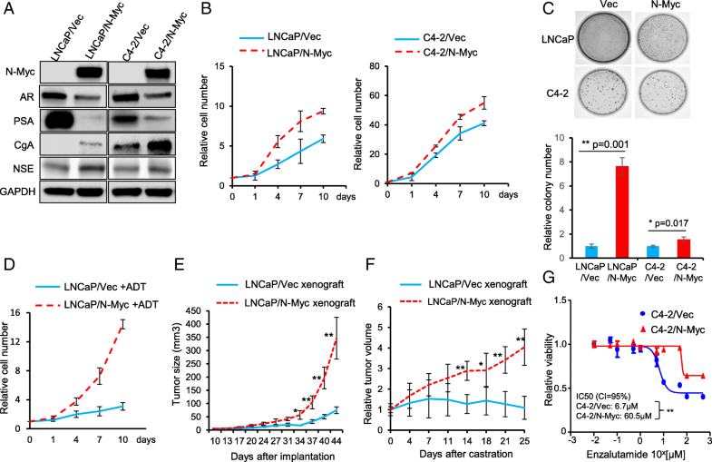 N-Myc confers LNCaP cells ADT resistance and C4-2 cells 