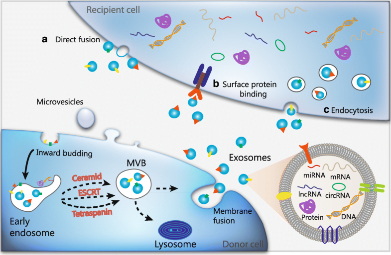 Exosomes In Gastric Cancer: Roles, Mechanisms, And Applications ...