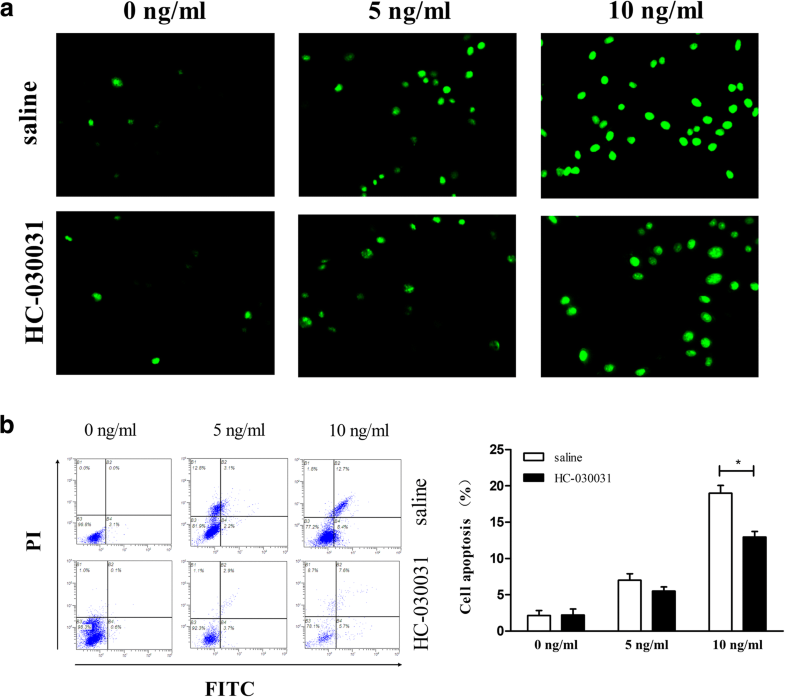 Transient Receptor Potential Ankyrin 1 Trpa1 Mediates Il 1β Induced Apoptosis In Rat