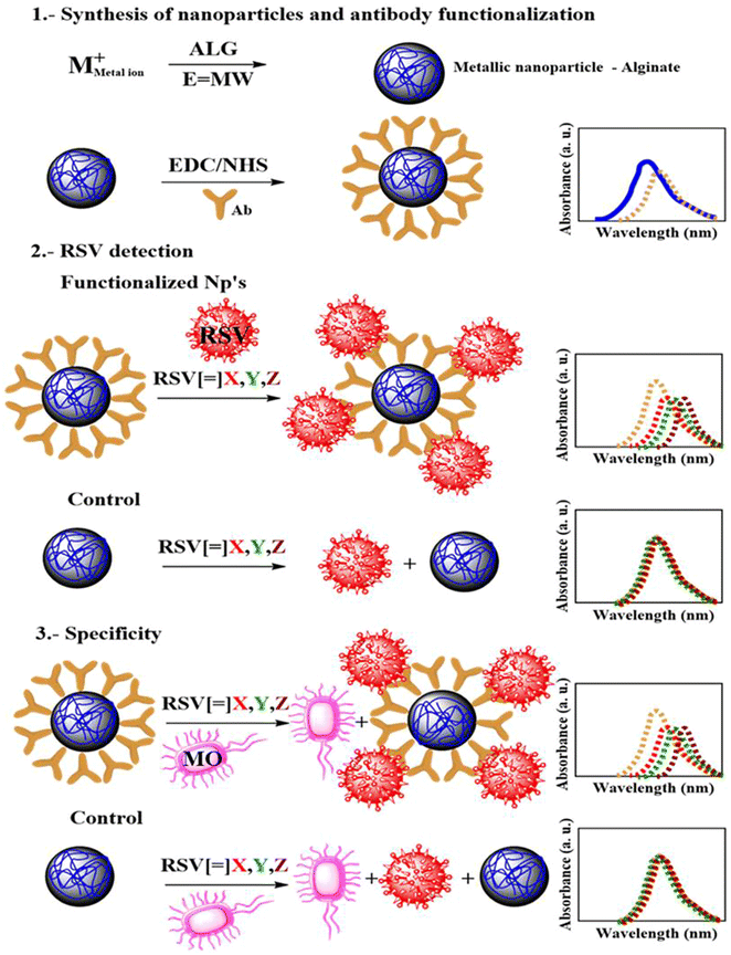 Facile and rapid detection of respiratory syncytial virus using