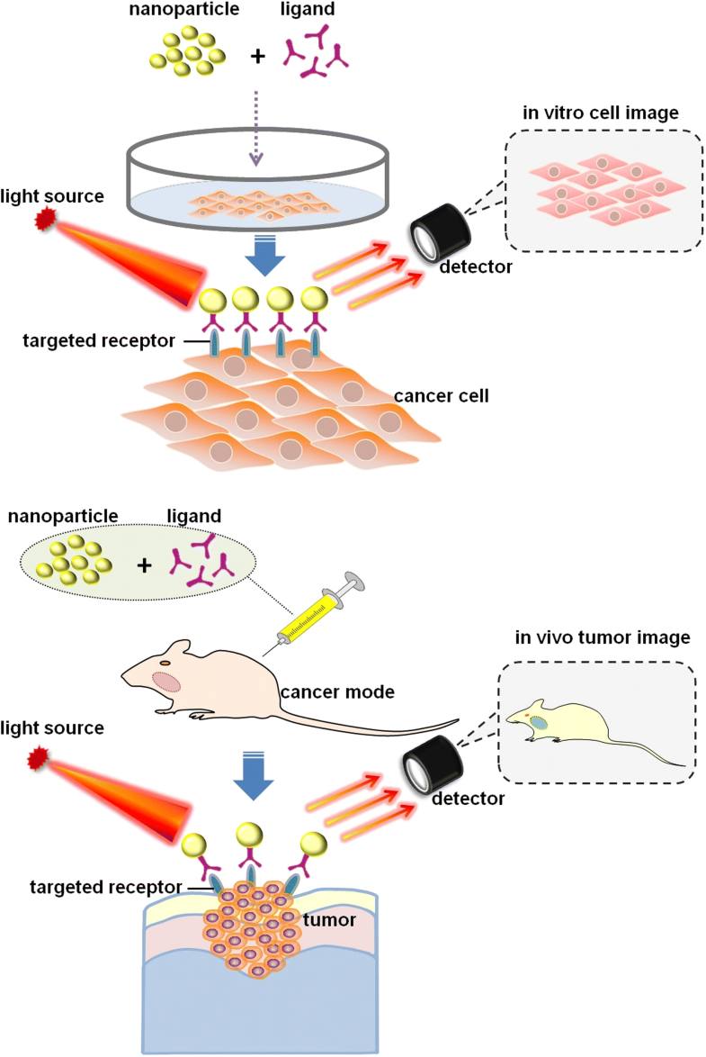 Nanotechnology a promising method for oral cancer detection and